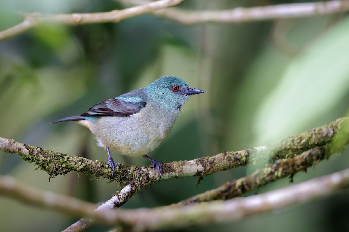 Dacnis Muslirrojo - ML656906359