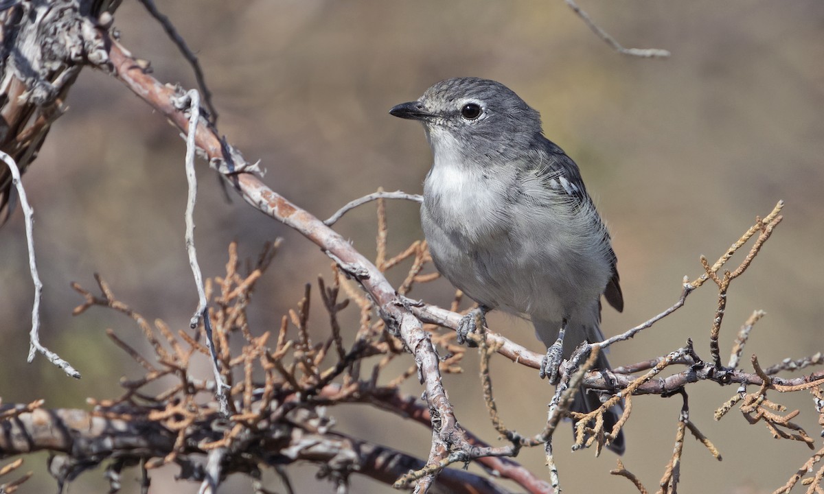 Plumbeous Vireo - Zak Pohlen
