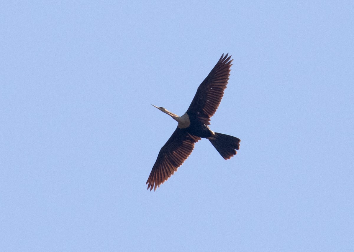 Anhinga - ML656907899