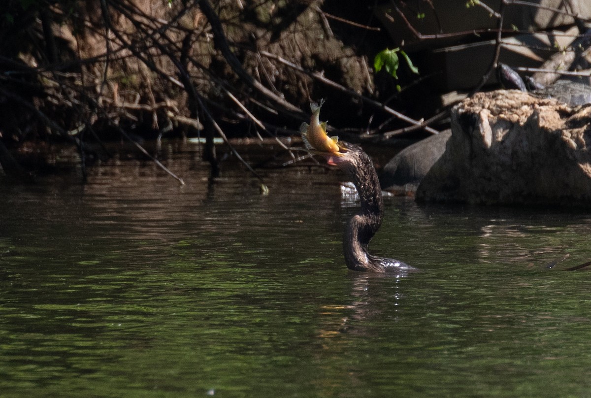 Anhinga - ML656907900