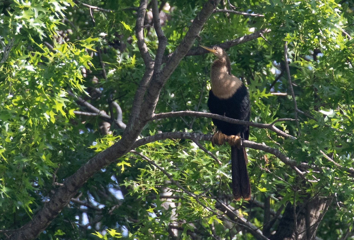 Anhinga - ML656907902