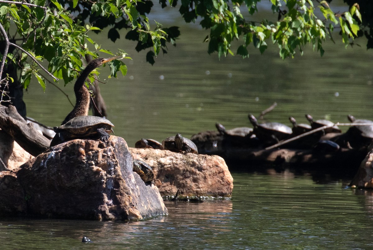 Anhinga - ML656907903