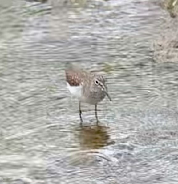 Solitary Sandpiper - ML656907944