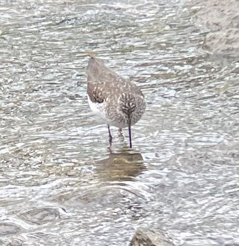 Solitary Sandpiper - ML656907945