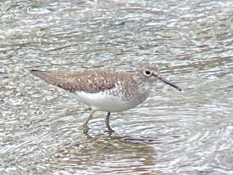 Solitary Sandpiper - ML656907946