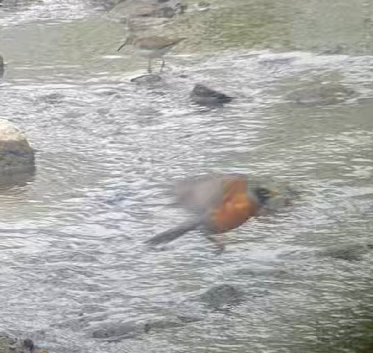 American Robin - ML656907975