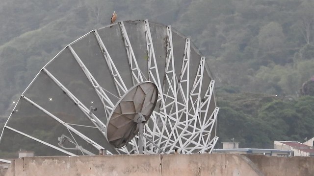 Caracara Carancho - ML656907983
