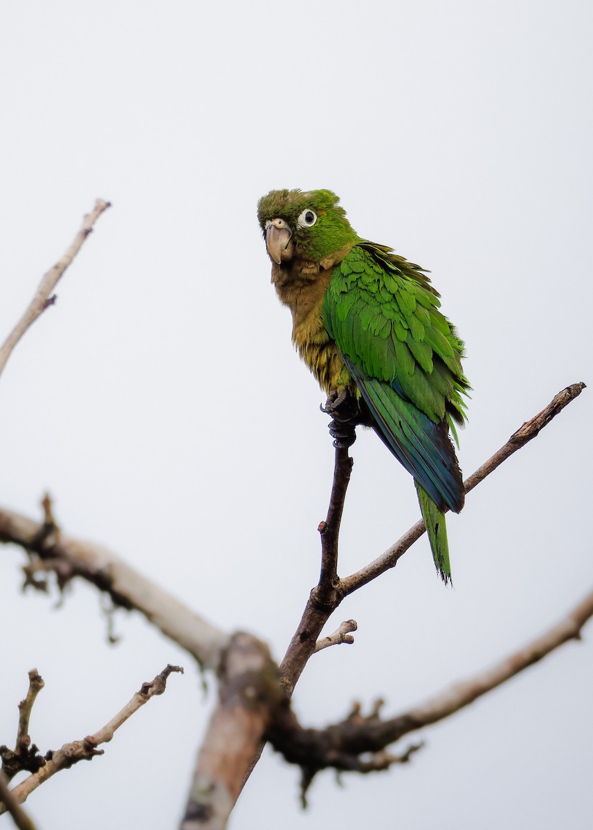 Aratinga Jamaicana - ML656908606