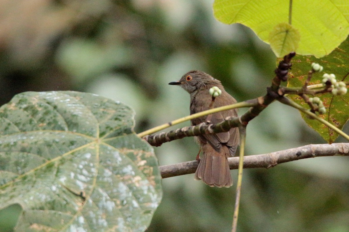 Spectacled Bulbul - ML65690941