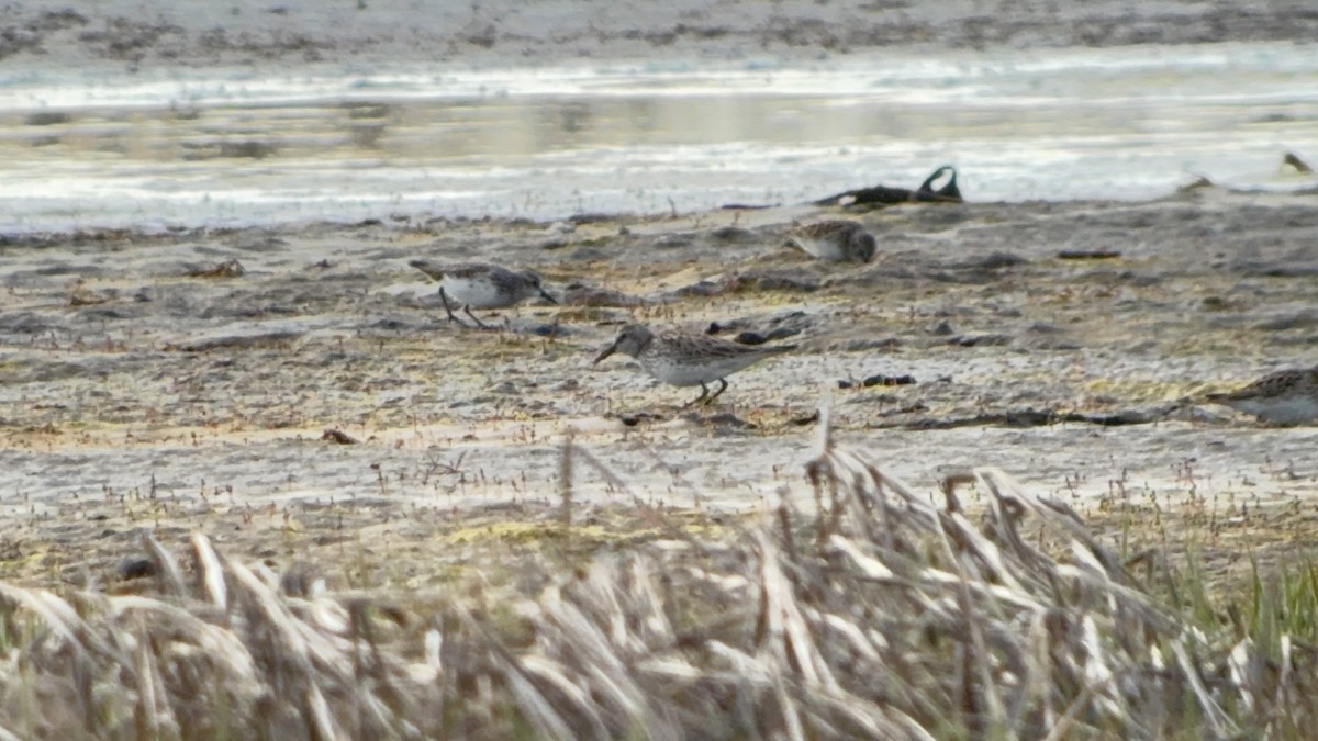 eBird Checklist - 8 May 2026 - Parker River NWR--Salt Pannes - 2 species