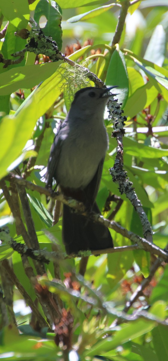eBird Checklist - 8 May 2026 - Moses H. Cone Memorial Park--Trout Lake ...