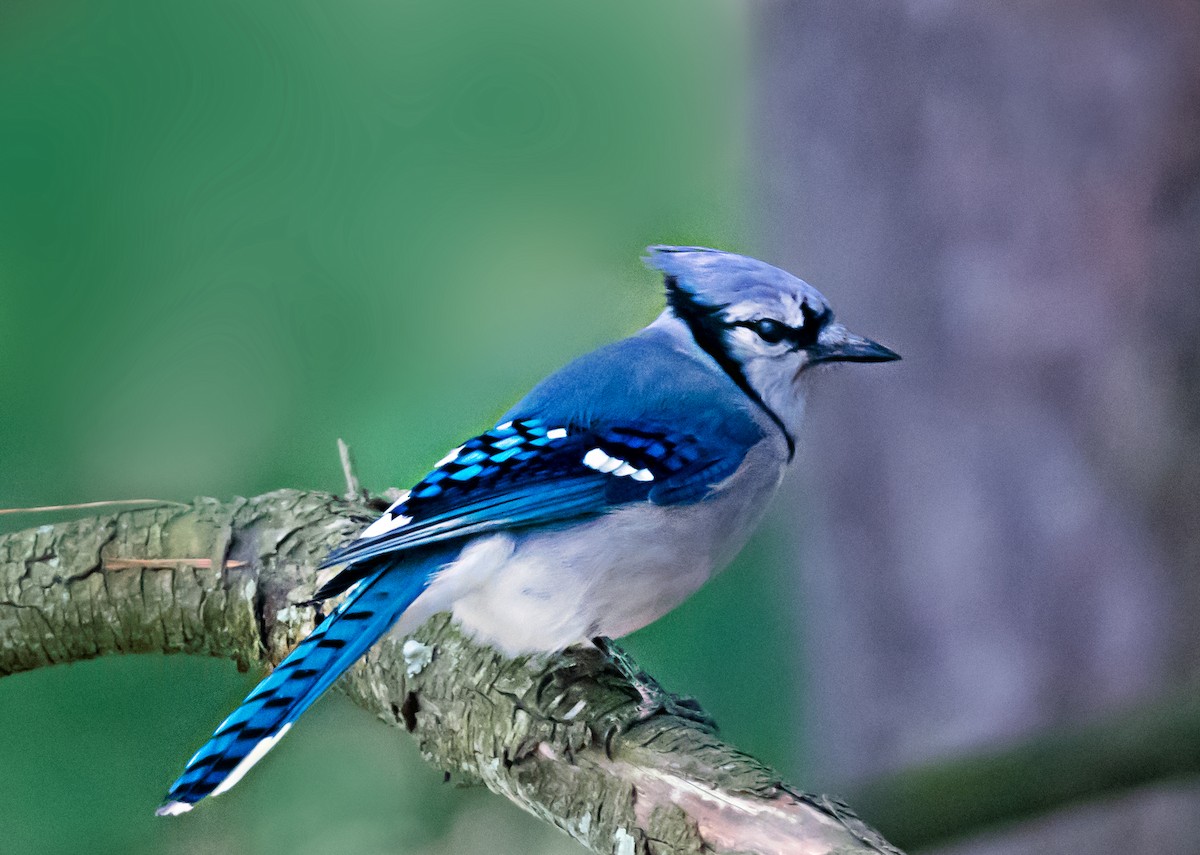 Geai bleu - ML656911723