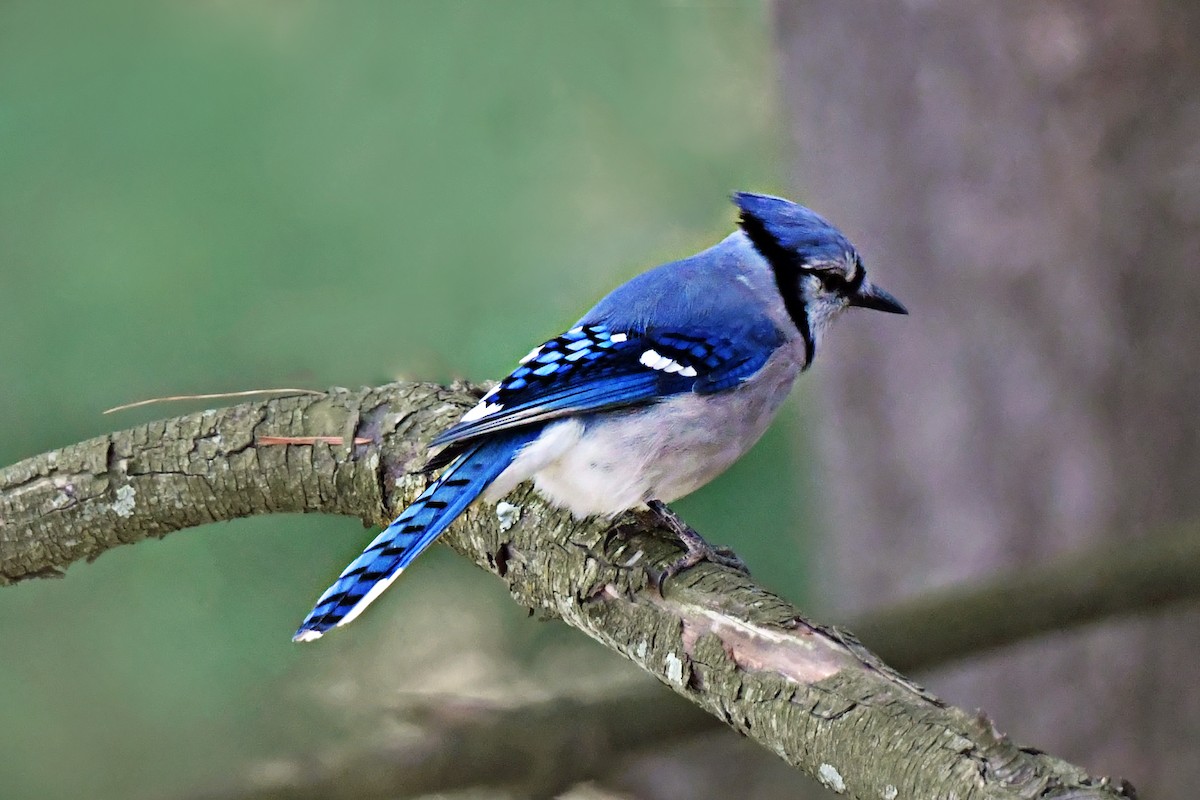 Geai bleu - ML656911725