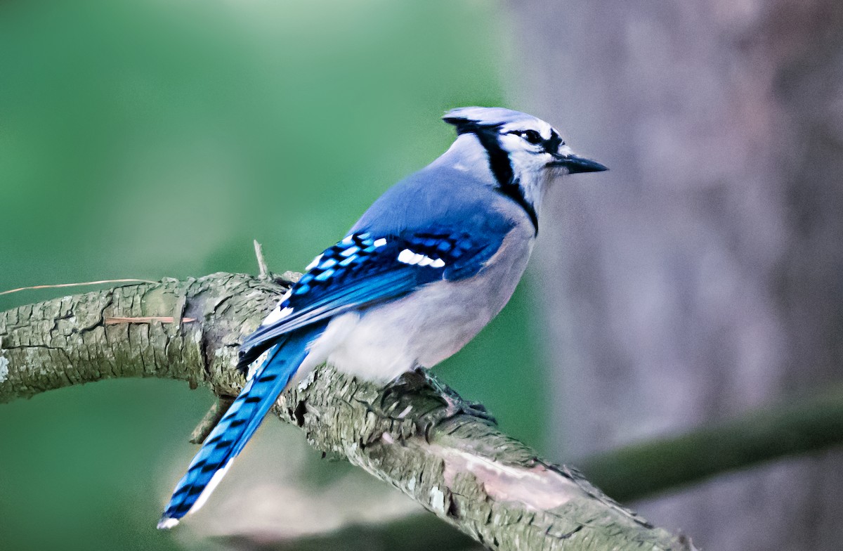 Geai bleu - ML656911728