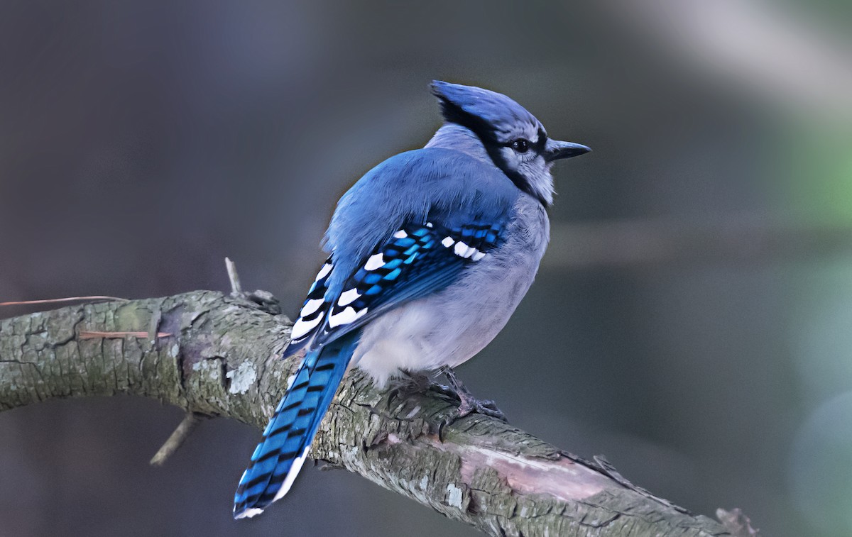 Geai bleu - ML656911730