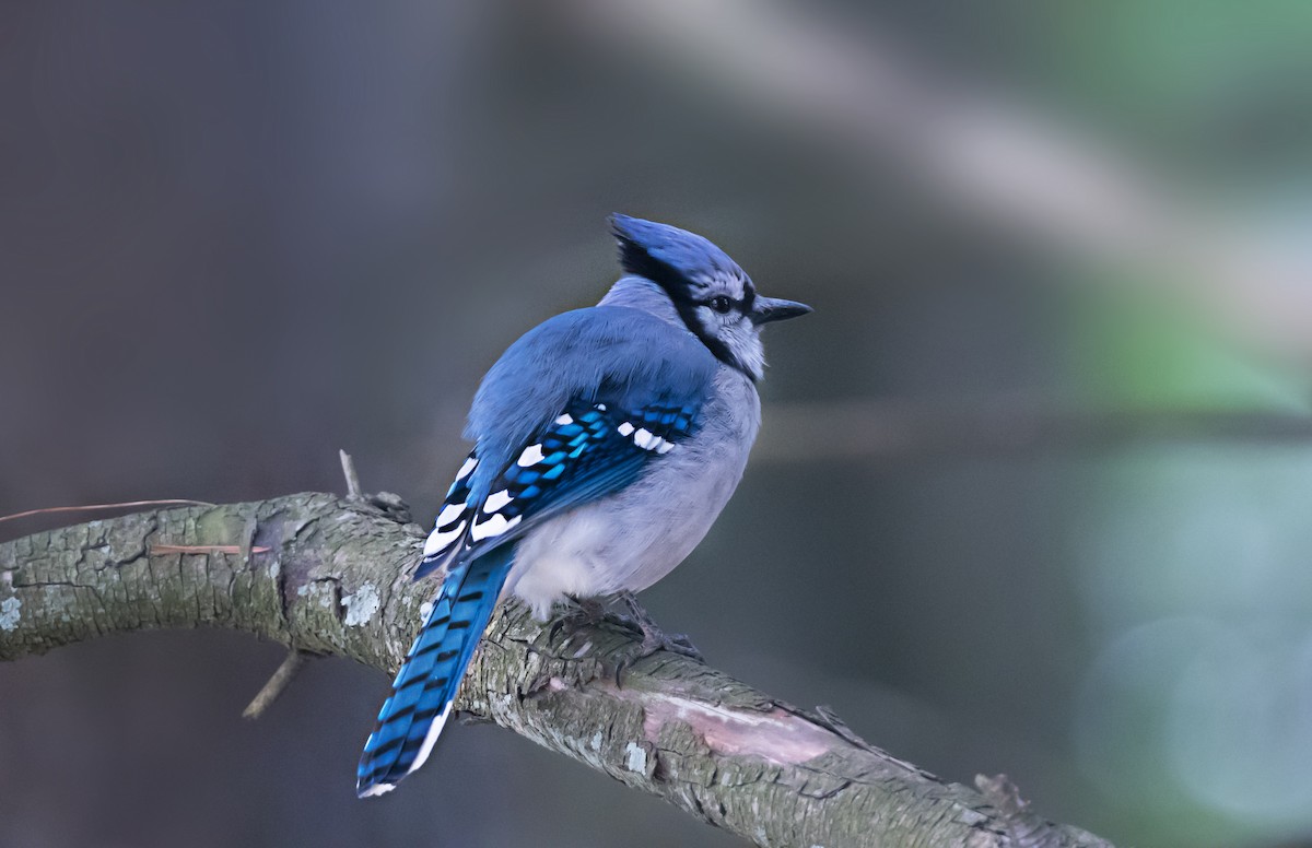 Geai bleu - ML656911735