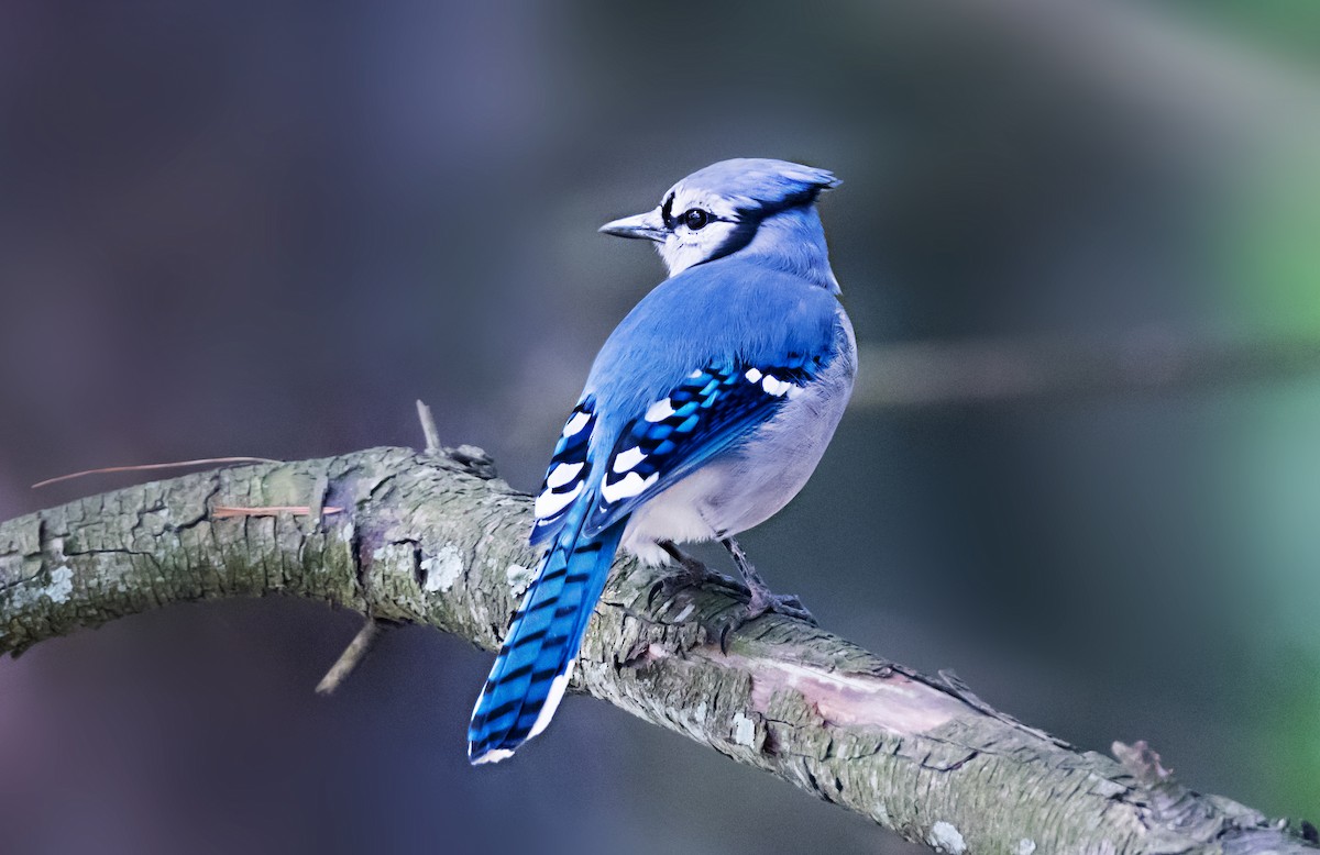 Geai bleu - ML656911737