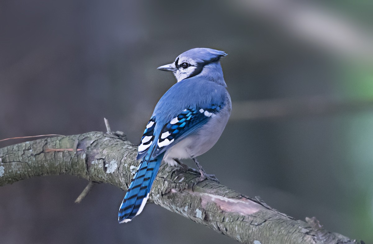 Geai bleu - ML656911738
