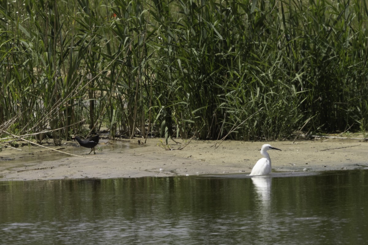 Eurasian Moorhen - ML656912019