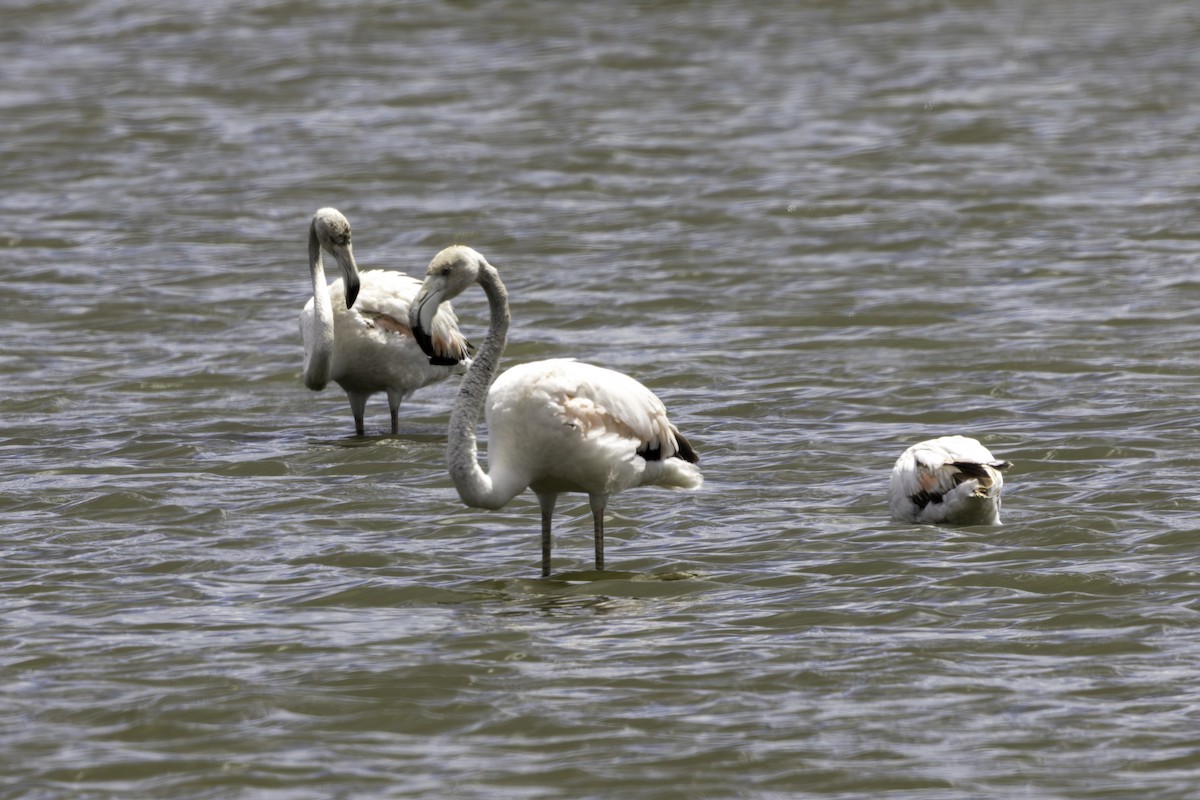 Greater Flamingo - ML656912107
