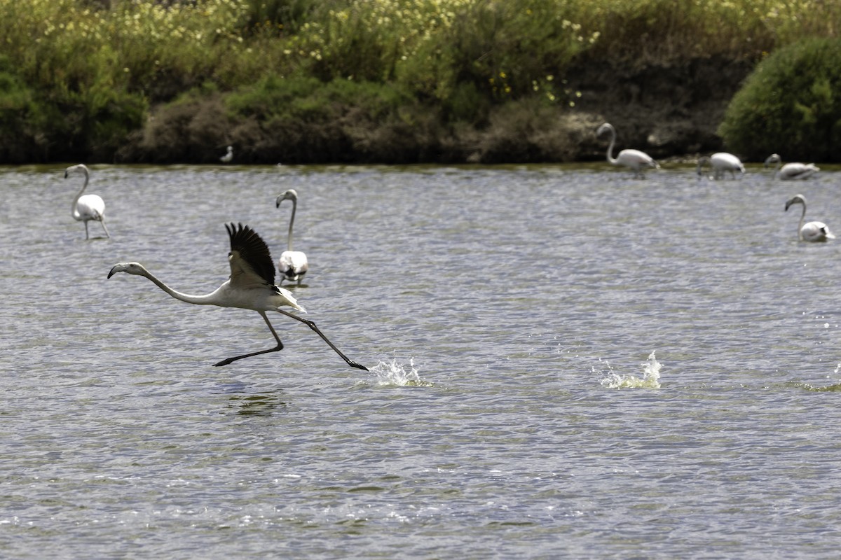 Greater Flamingo - ML656912108