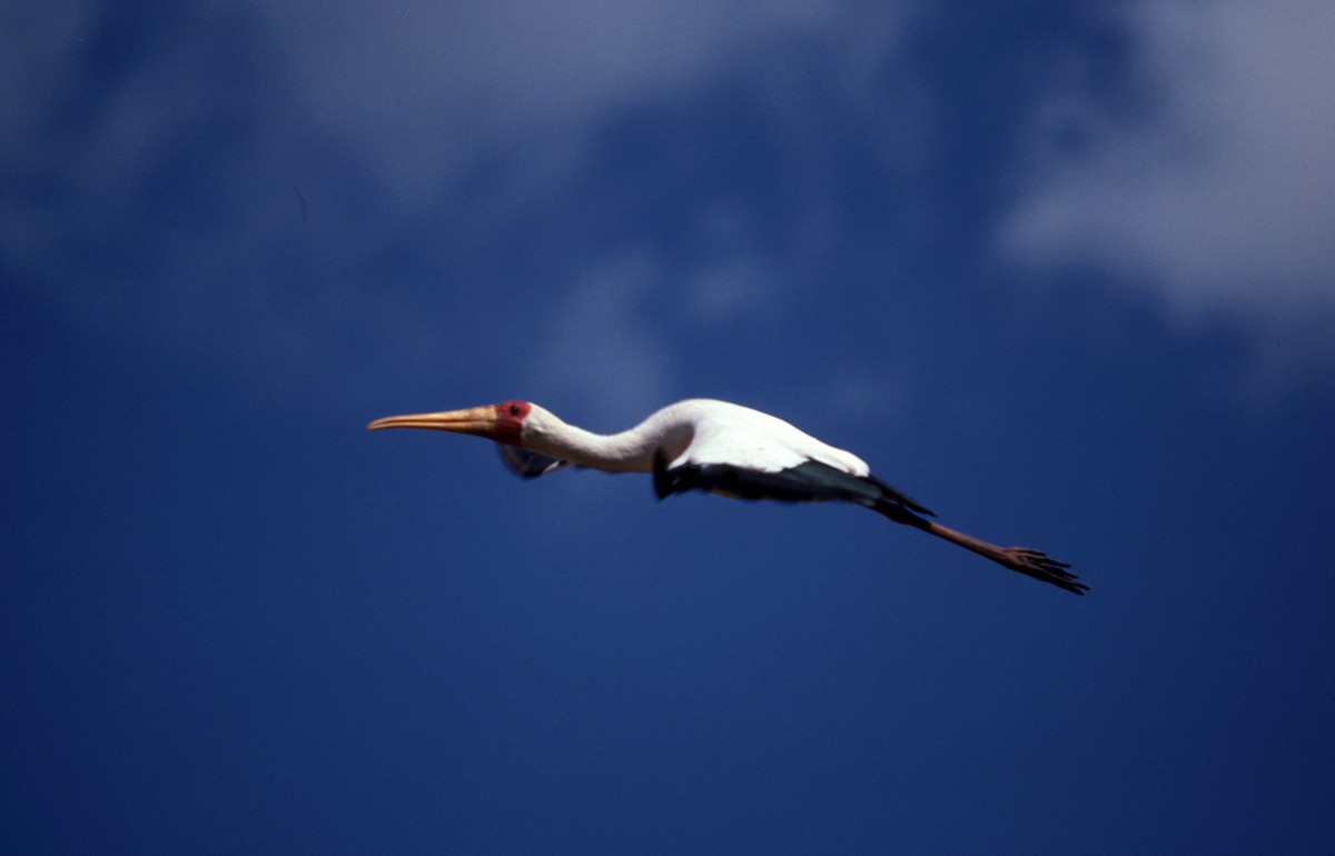 Yellow-billed Stork - ML656912151