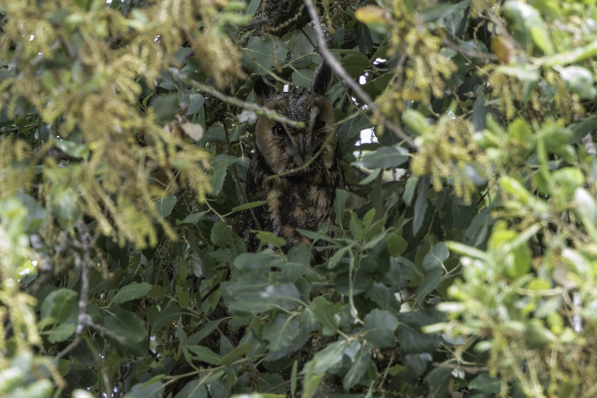 Long-eared Owl - ML656912164