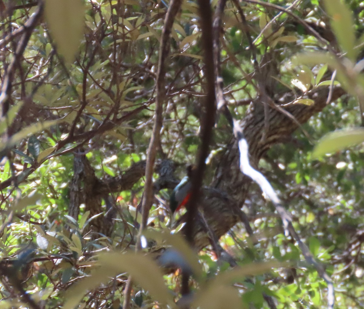 Coppery-tailed Trogon - ML656912326