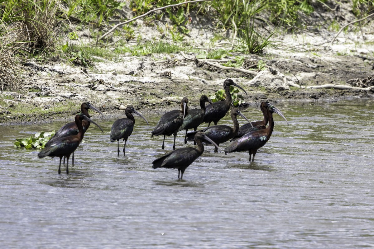Glossy Ibis - ML656912462