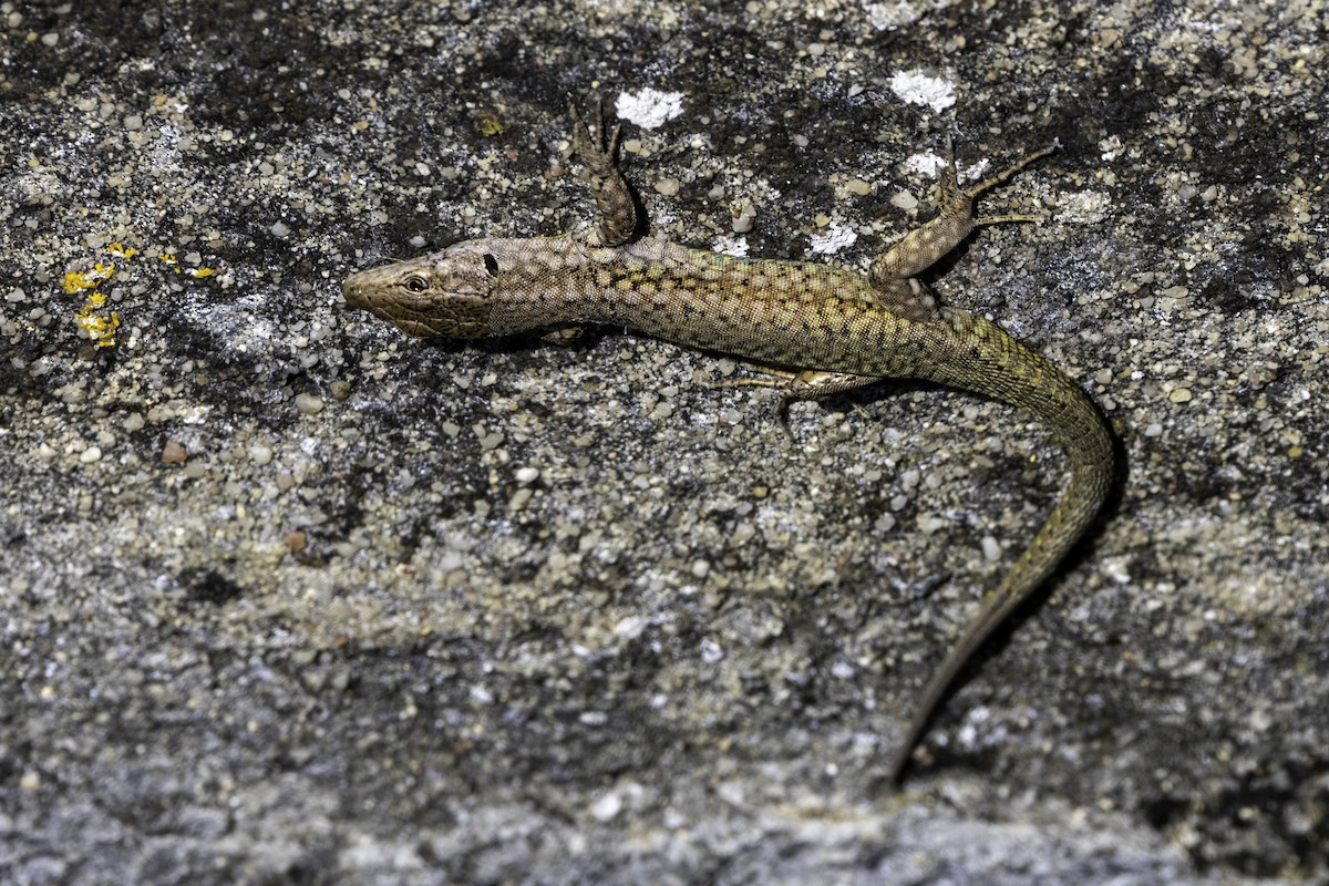 Reptiles - ML656912831