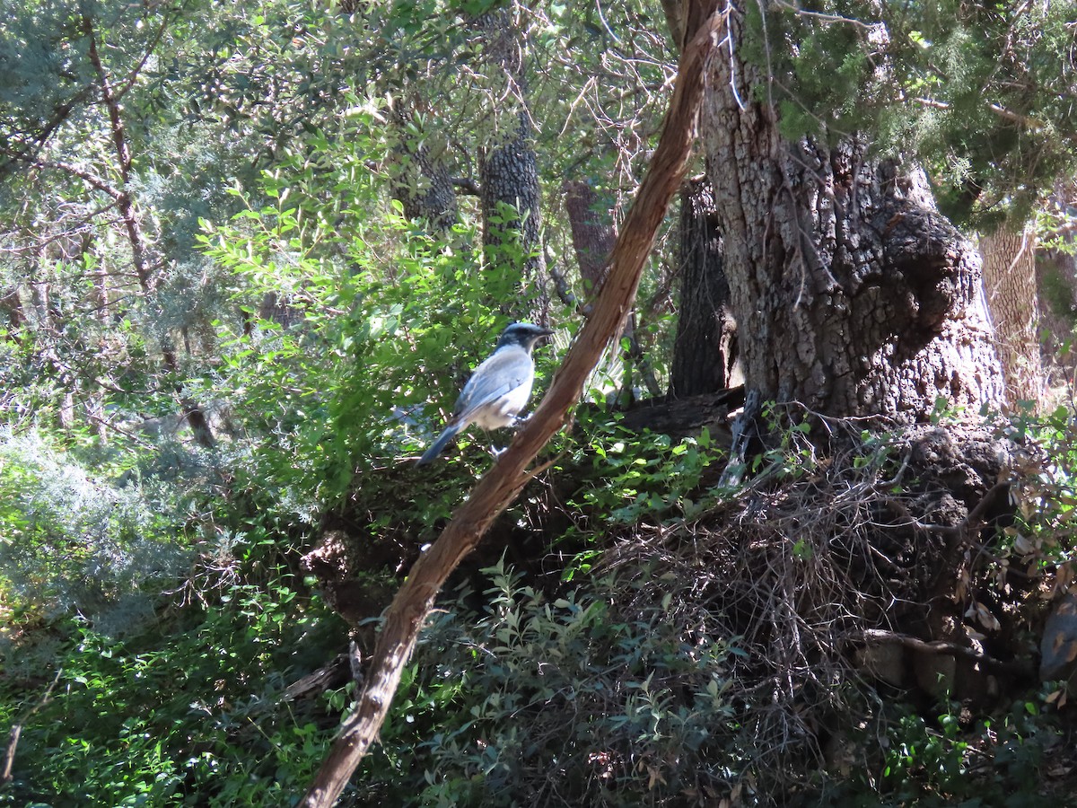 Mexican Jay - ML656912920