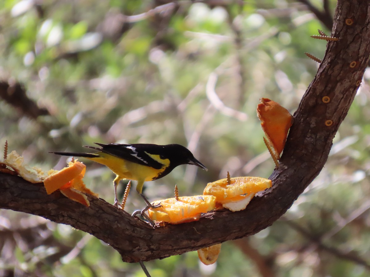 Scott's Oriole - ML656912930