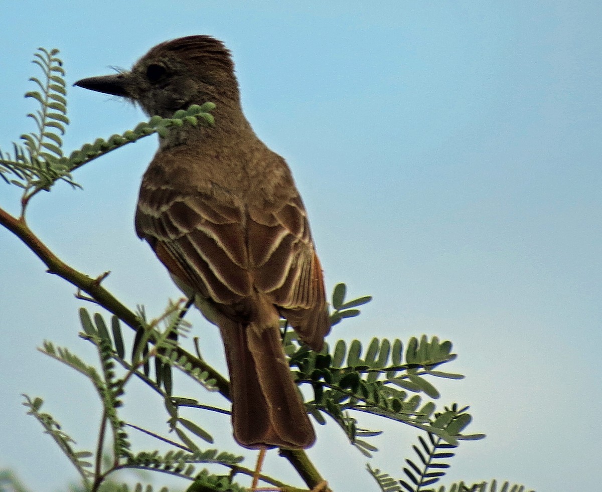 Brown-crested Flycatcher - ML65691351