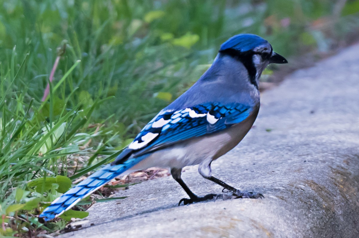 Geai bleu - ML656914190