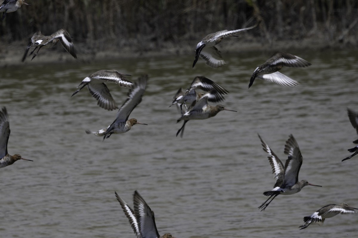 Black-tailed Godwit - ML656914711