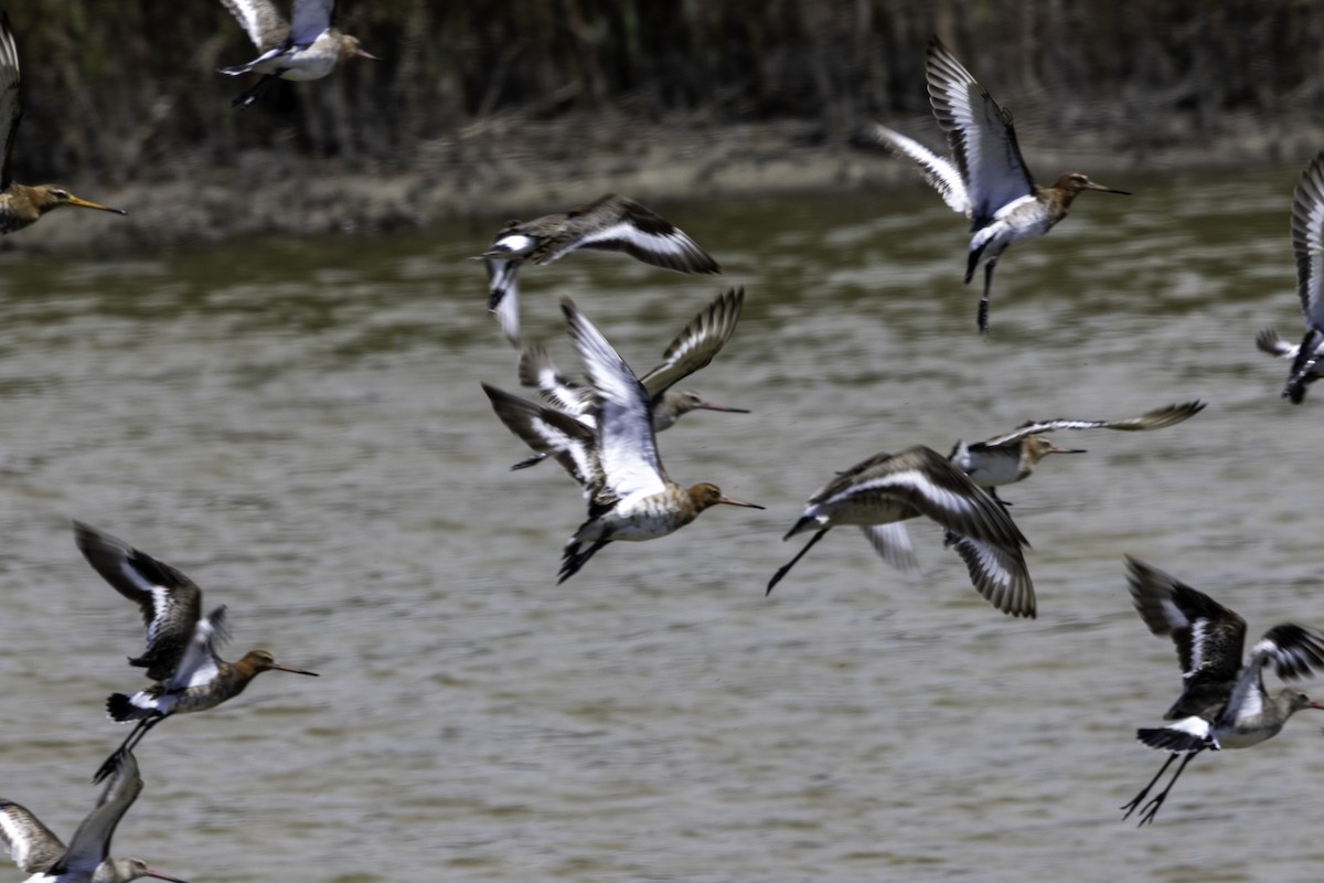 Black-tailed Godwit - ML656914712