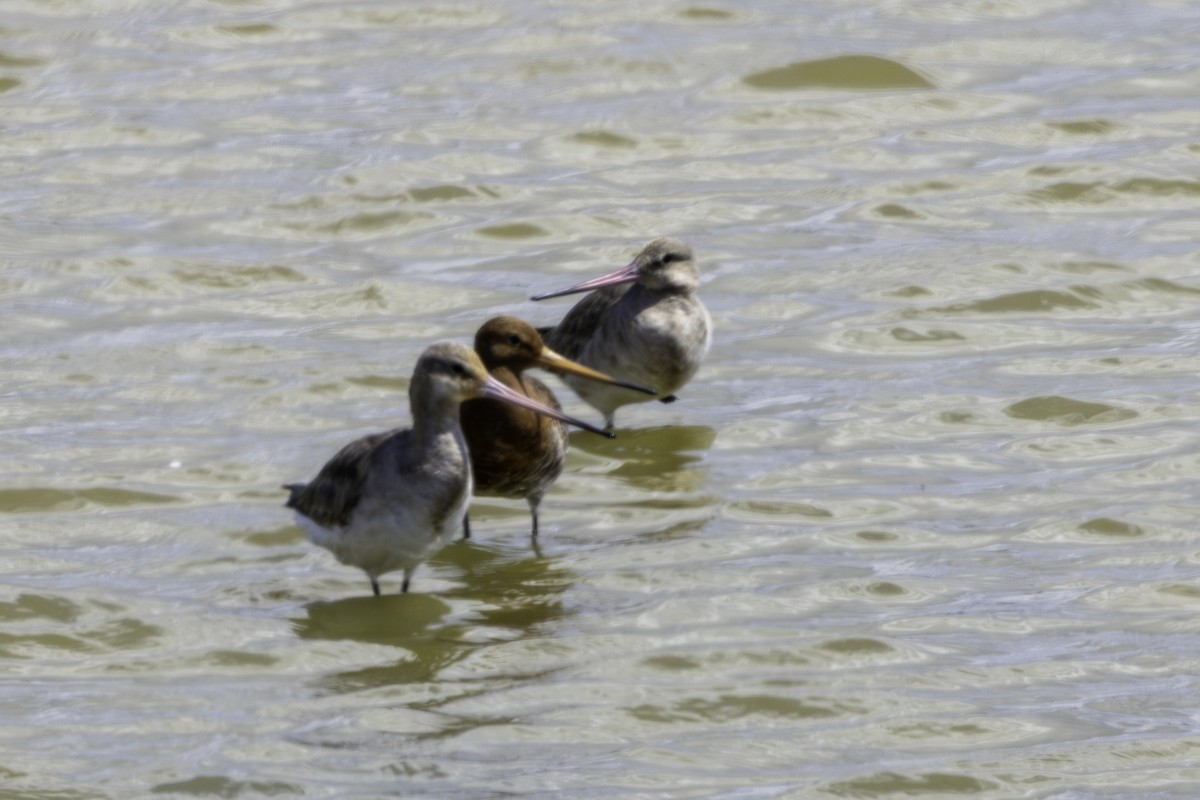 Black-tailed Godwit - ML656914782