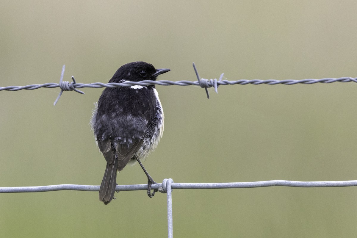European Stonechat - ML656915120