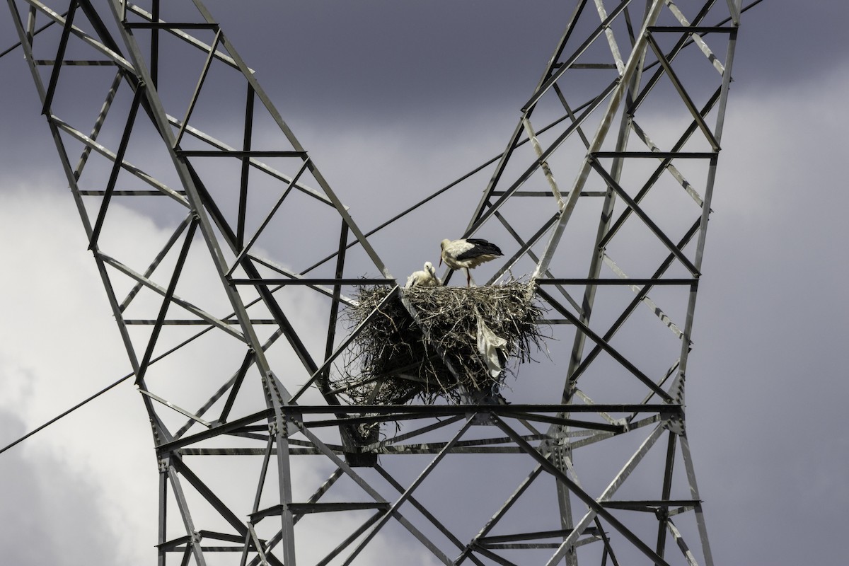 White Stork - ML656915364