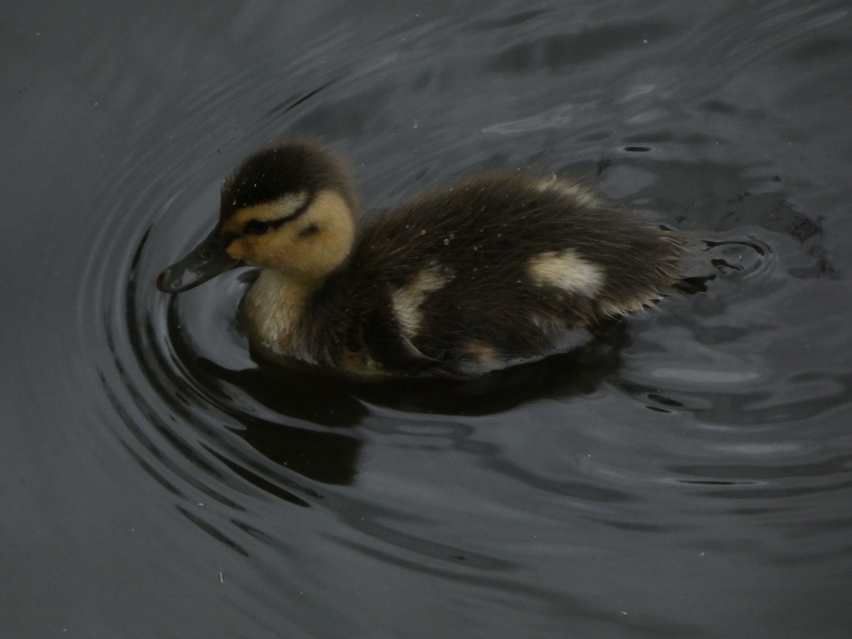 Mallard - ML656915517