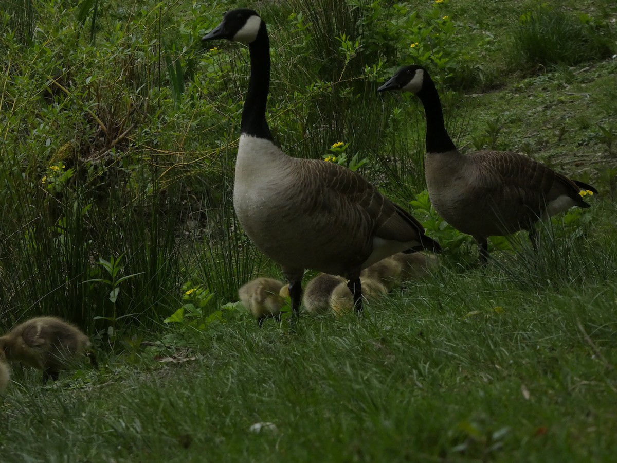 Canada Goose - ML656915536