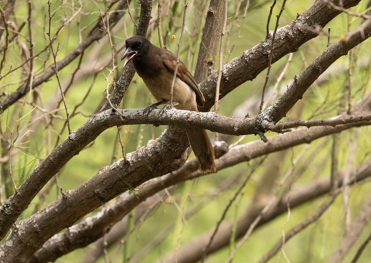 Brown Jay - ML656916676