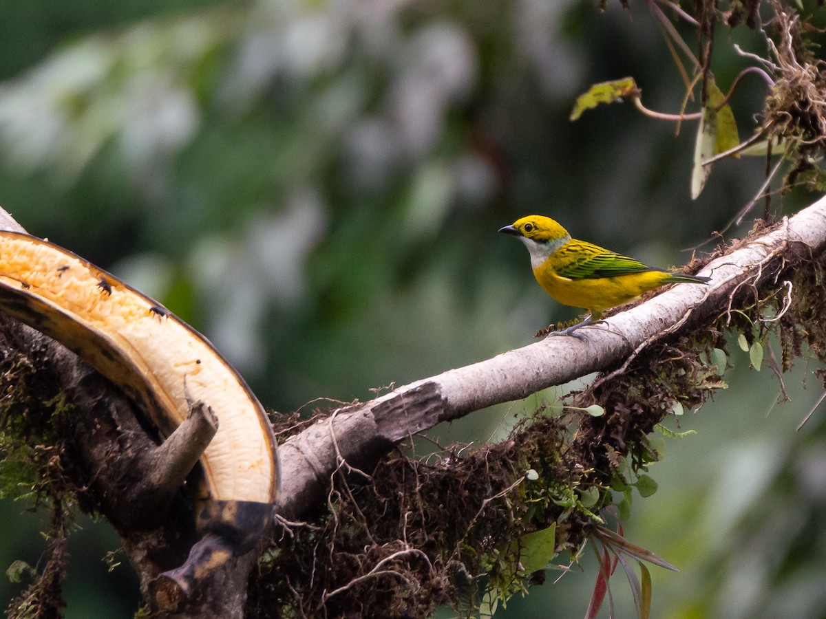 Silver-throated Tanager - ML656917713