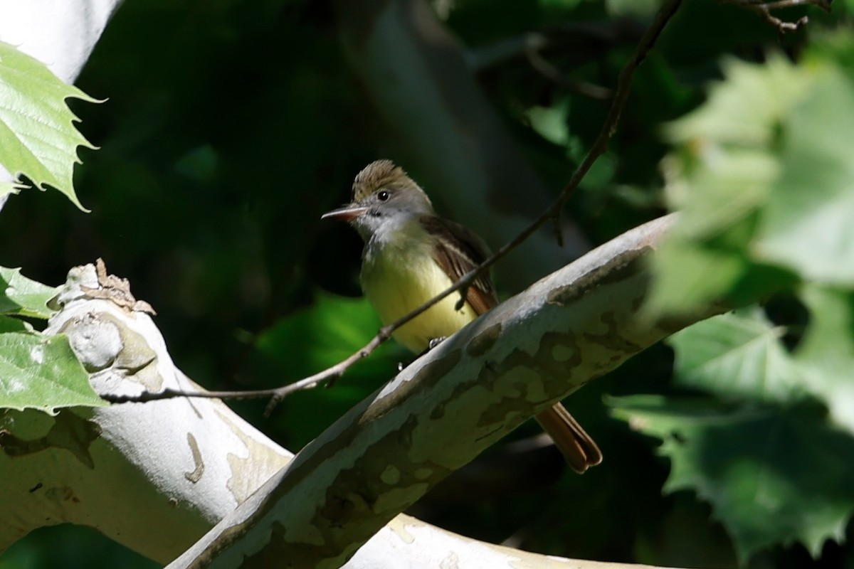 Great Crested Flycatcher - ML656917974