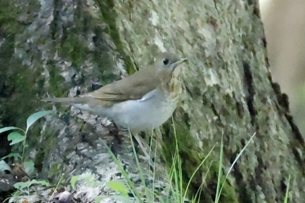 Veery - ML656918212