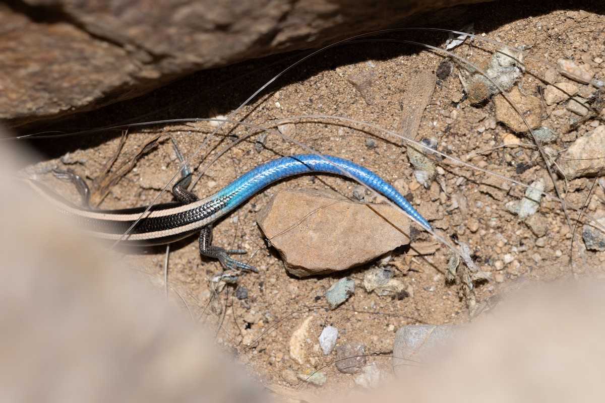 Western Skink - ML656918233