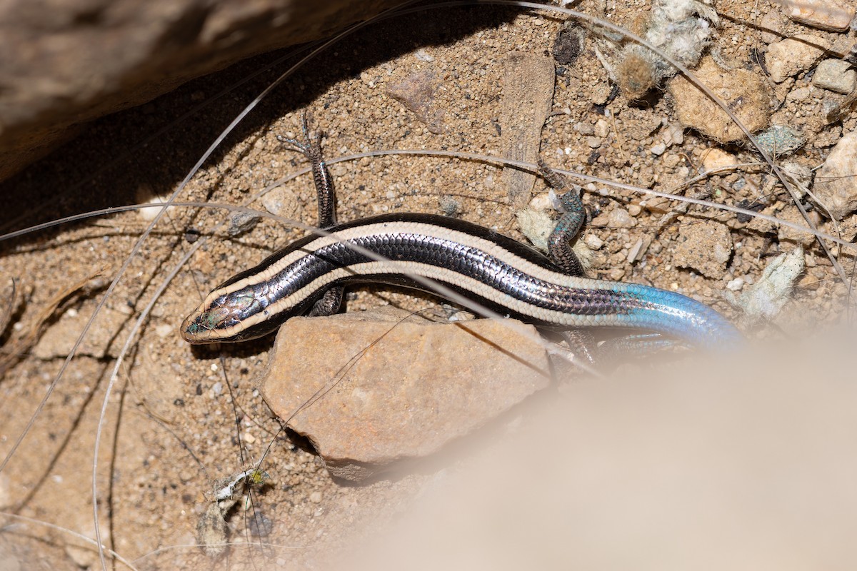 Western Skink - ML656918234
