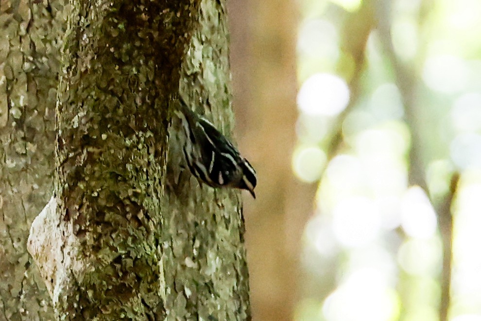 Black-and-white Warbler - ML656918477