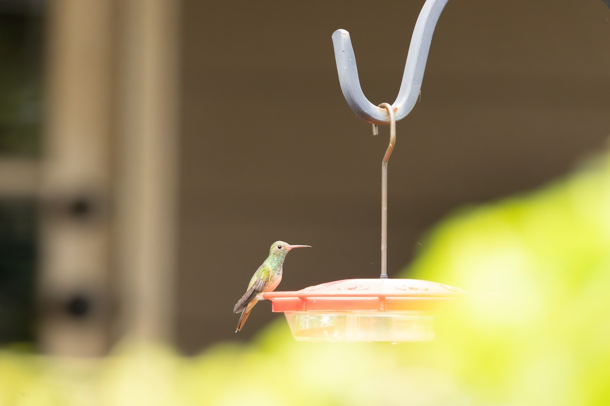 Buff-bellied Hummingbird - ML656918641