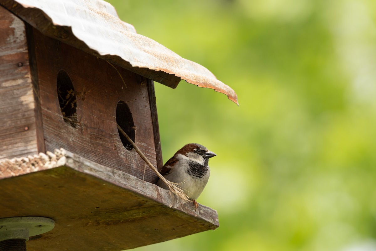 House Sparrow - ML656918656